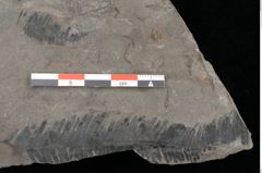 Foto (Detailansicht) von Pterophyllum pulchellum  (NHMW-GEO-2024-0188-10575)